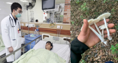 Ăn nấm hái trong rừng, nhiều người suy gan, suy đa tạng nguy kịch