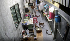 Camera ghi lại cảnh tượng kinh hoàng, rắn hổ mang bò vào bếp định tấn công chó nhà