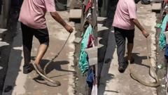 Người đàn ông tay không bắt rắn trước đám đông, điều tồi tệ đã xảy ra chỉ trong vài giây ngắn ngủi