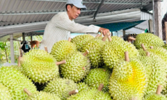 Tin vui về trái sầu: Xuất khẩu chạm mốc 221,7 triệu USD, tăng tới 230%