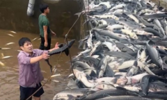 Người dân Quảng Ninh kêu gọi hỗ trợ tiêu thụ cá tầm sau mưa lũ
