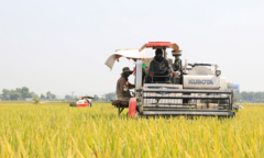 Cảnh báo tình trạng bảo kê máy gặt trong mùa thu hoạch
