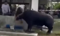 Đau lòng: Người đàn ông bị trâu tấn công đến thiệt mạng, clip 40 giây ghi lại cảnh kinh hãi