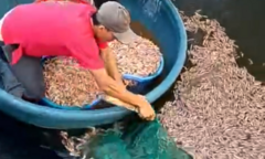 Hàng tấn tôm sắp thu hoạch bất ngờ chết trắng hồ ở Quảng Trị: Xuất hiện 1 chi tiết bất thường