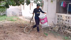 Clip: Dùng tay không bắt sống rắn hổ mang chúa  "khủng " dài 3,2m hung dữ