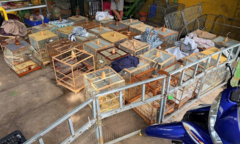 Diễn biến mới nhất vụ tạm giữ 35 con chim chào mào không rõ nguồn gốc ở TP.HCM