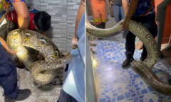 Bắt sống con trăn  "khủng " nặng 30kg, dài 5m ẩn nấp trong ký túc xá trường học