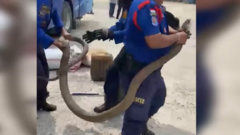 Thót tim khoảnh khắc bắt rắn hổ mang chúa khổng lồ dài 3 mét ẩn nấp trong xe khách