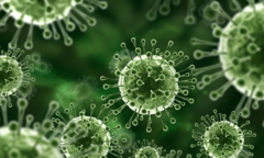 Ấn Độ ghi nhận một ca nhiễm virus Nipah tại Kerala