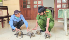 Tin tức thời sự 24h: Người dân giao nộp 4 cá thể rùa núi viền quý hiếm 