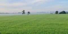 Không trực tiếp sản xuất nông nghiệp có được mua đất trồng lúa?
