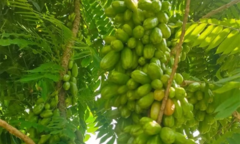 Thách thức vị giác với loại quả chua  "tê tái ", chị em nếm thử một lần đảm bảo  "nghiện " không lối thoát