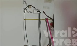 Cảnh tượng con vật đáng sợ trườn qua tường bếp khiến người phụ nữ thót tim