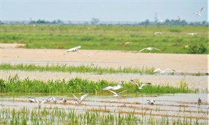Cận cảnh đàn chim lạ hàng nghìn con xuất hiện trên cánh đồng ở Hà Tĩnh