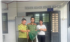 Phát hiện cá thể chồn đèn mắc lưới đánh cá ở Lâm Đồng