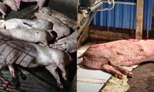 Khởi tố vụ án liên quan 1,5 tấn lợn nhiễm dịch tả lợn châu Phi ở Thái Nguyên