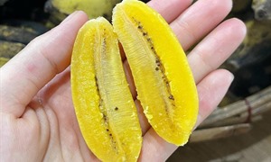 Loại chuối lạ ở miền Tây: Không ăn sống, phải đem luộc mới thấy dẻo bùi, ngọt mật