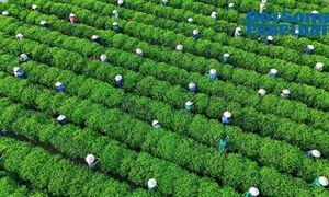 Khoa học, công nghệ tạo động lực mới cho tăng trưởng ngành Nông nghiệp