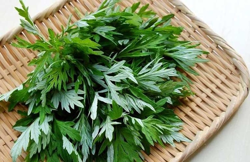 Loại rau khá quen thuộc với người Việt, được coi là 