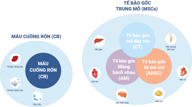 Ứng dụng tế bào gốc cuống rốn vào điều trị hiếm muộn ở nữ giới - 1