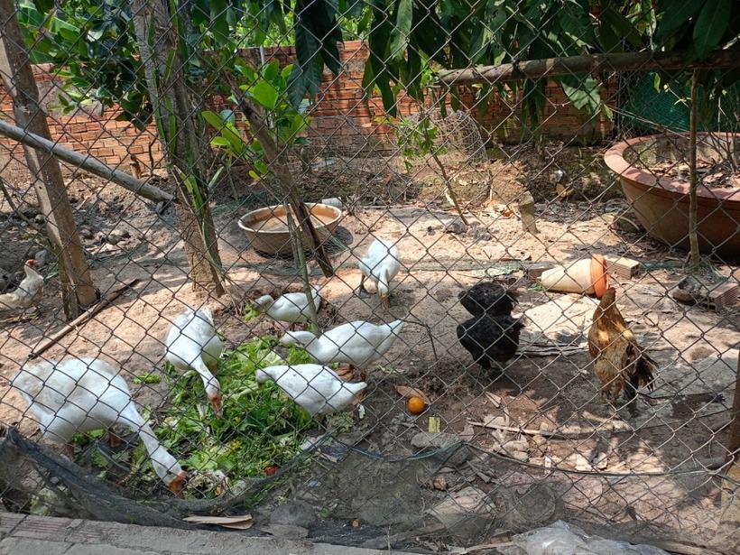 Ca bệnh cúm A/H9 đầu tiên trong cả nước vừa được phát hiện tại tỉnh Tiền Giang. Ảnh minh họa: VOV