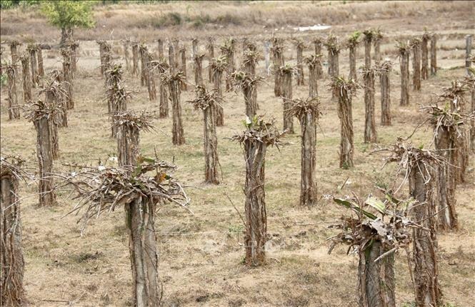Nhiều vườn thanh long trên địa bàn tỉnh Bình Thuận đã bị chết héo vì thiếu nước tưới.