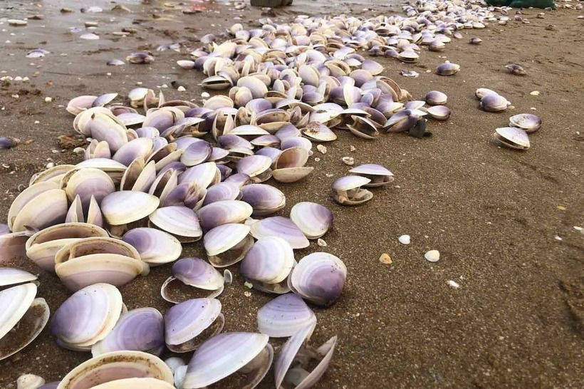 Cận cảnh hàng tấn ngao tím dạt vào bờ, người dân đổ xô đi nhặt "lộc" biển - 3