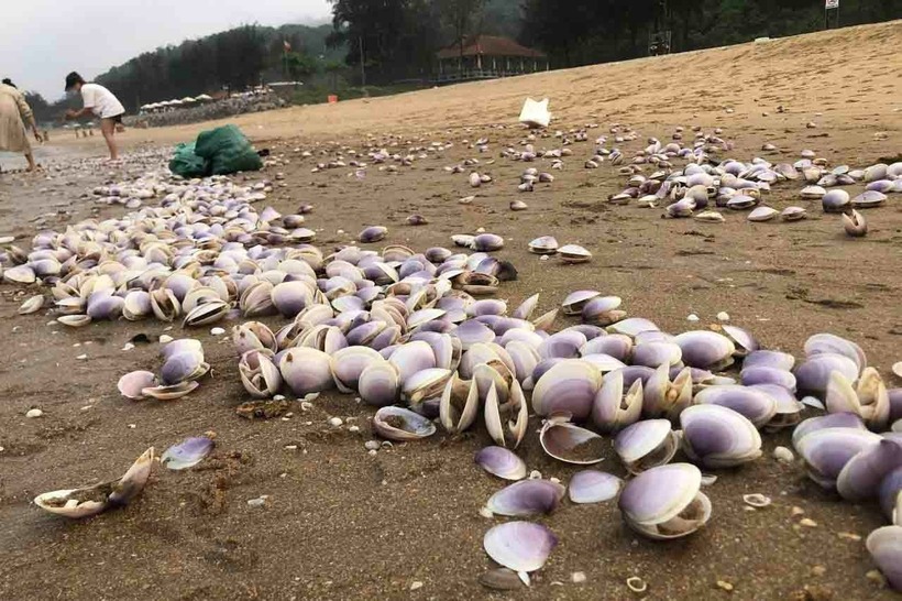 Hàng tấn ngao tím trôi dạt vào bờ biển ở Hà Tĩnh.