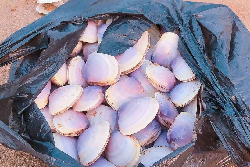 Những con ngao tím to đều được đựng trong túi nilon.