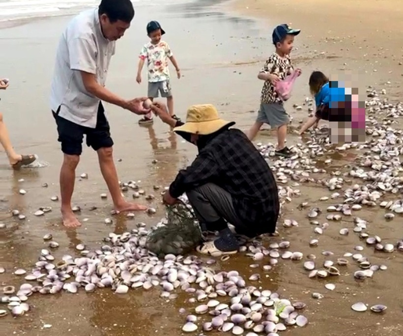 Người dân và du khách nhặt "lộc" biển về ăn.