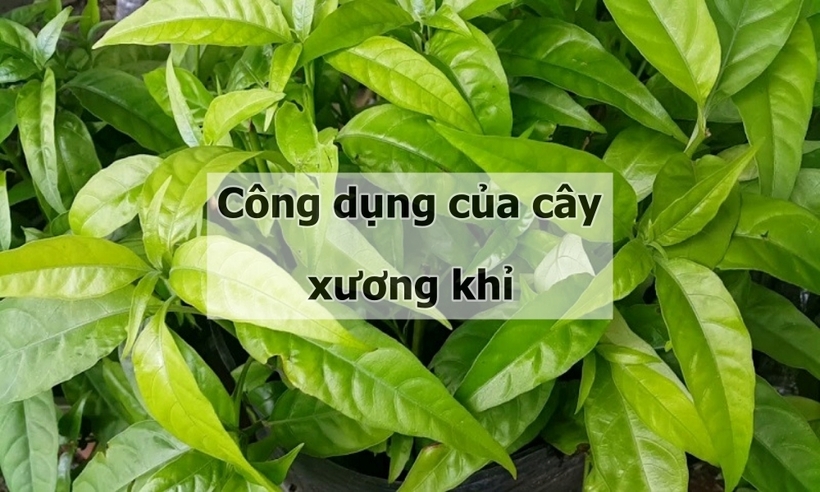 Tất cả các bộ phận của cây xương khỉ đều có thể dùng làm thuốc. Ảnh minh họa