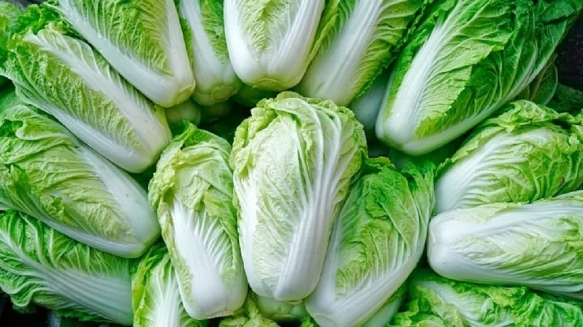 Cải thảo trắng thường xuất hiện sớm đầu mùa.