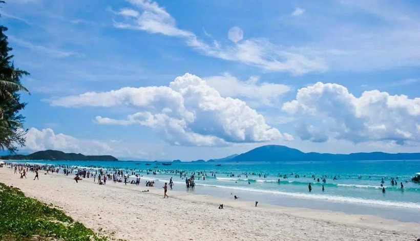 Trà Cổ Móng Cái. Ảnh: Internet