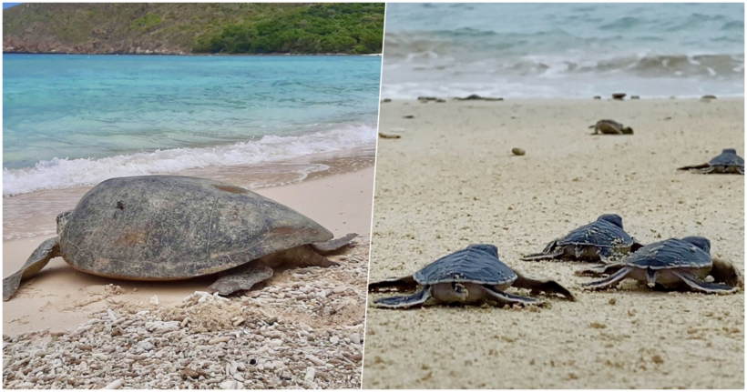 Du lịch Côn Đảo Đúng mùa, du khách cũng sẽ có cơ hôi xem rùa đẻ trứng và tham gia thả rùa con về biển
