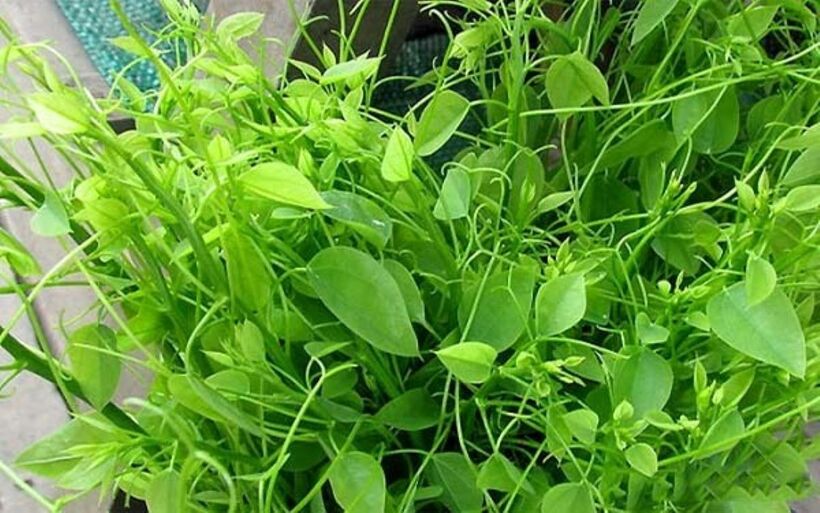 Rau sắng xào hay nấu canh đều giữ nguyên vị ngọt nên được người dân nhiều vùng gọi là rau mì chính. Ảnh minh họa