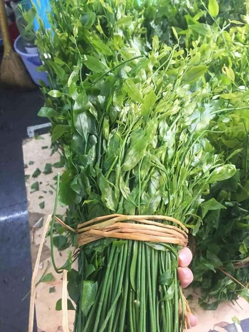 Rau sắng một loại rau đặc sản, rau sắng có tác dụng bồi bổ sức khỏe cho người mới ốm dậy hay phụ nữ mới sinh nhờ mang nhiều chất bổ dưỡng. Ảnh minh họa