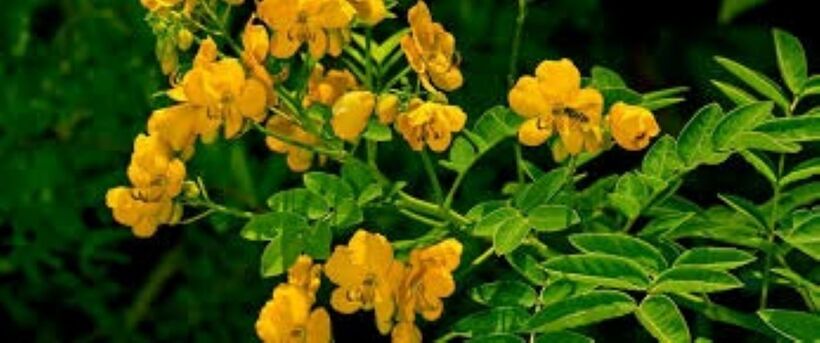 Sử dụng phan tả diệp quá liều có thể gây ra một số tác dụng phụ không mong muốn. Ảnh minh họa