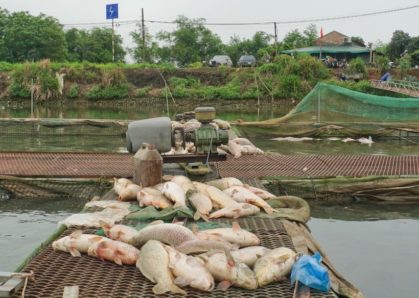 Hàng trăm tấn cá chết ở Hải Dương là do thiếu ô xy. Ảnh: Dân trí.