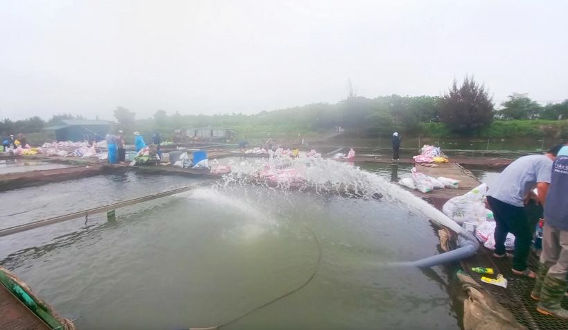 Người dân cần chú ý các biện pháp tạo ô xy cho cá. Ảnh: Thanh niên.