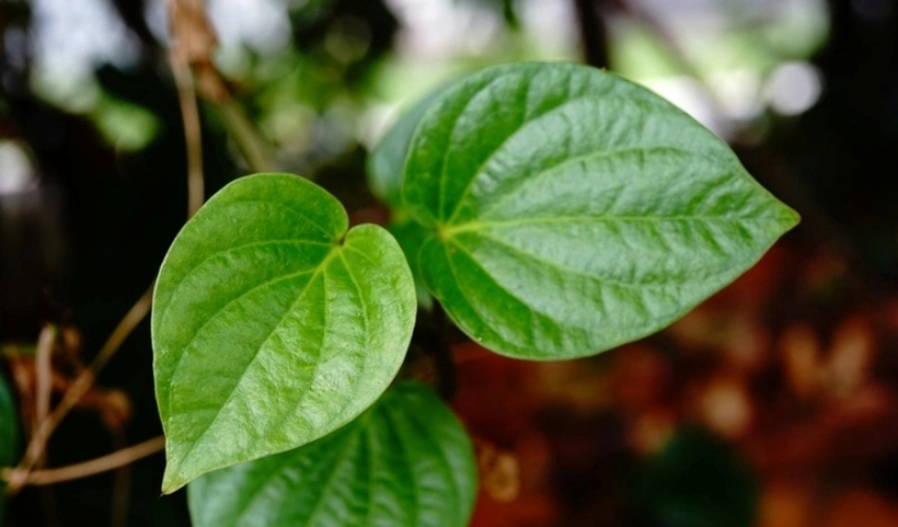 Uống nước lá lốt có nhiều tác dụng đối với sức khỏe. Ảnh minh họa