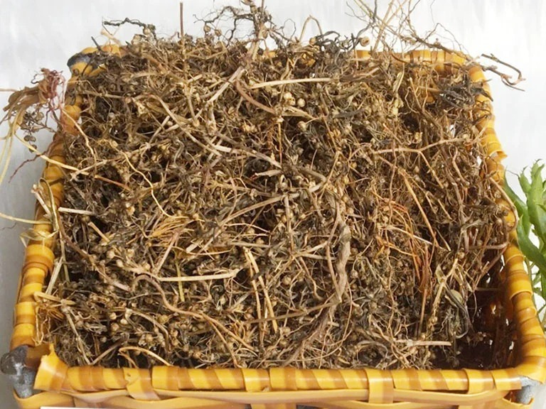 Sử dụng bạch hoa xà giúp tăng cường miễn dịch
