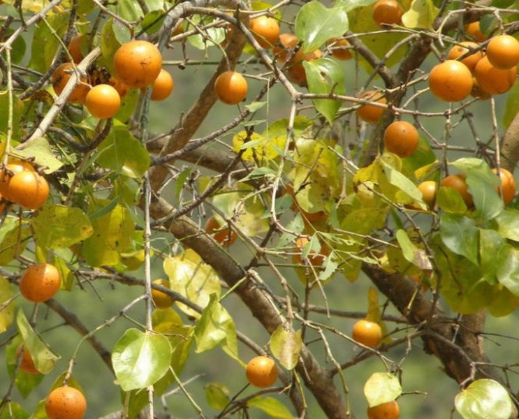 Hoa mã tiền nhỏ, lưỡng tính, tràng và đài có 5 cánh. Hạt hình đĩa dẹt, không mùi và có vị rất đắng.