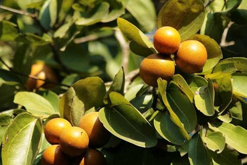 Cây mã tiền là thực vật thân nhỏ, vỏ xám, mọc thẳng đứng, cây non thường có gai nhưng rụng đi khi phát triển, có tên khoa học là (Strychnos nuxvomica L.), thuộc họ mã tiền (Loganiaceae).