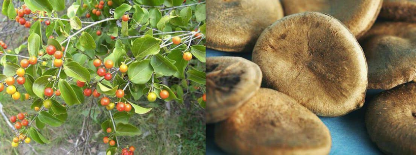 Tuy nhiên, hãy cẩn trọng với loại quả này vì chứa độc tố cực mạnh, có thể gây tê liệt hô hấp và tử vong nếu ăn nhầm. Quả mã tiền thường được dùng để diệt chuột.