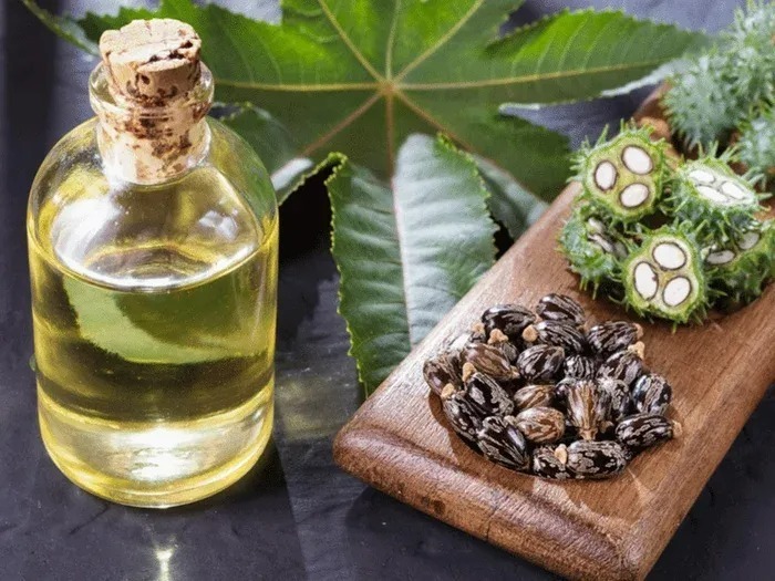 Hạt thầu dầu thường được thu hoạch để ép lấy dầu