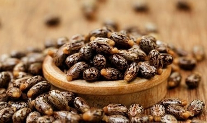 Hạt thầu dầu có thể hỗ trợ trong quá trình chữa trị một số loại bệnh