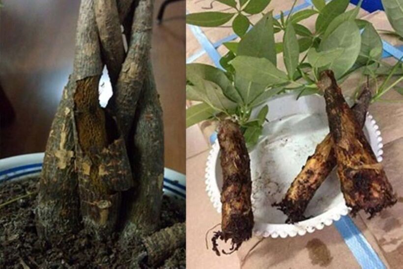 Cần sử dụng rễ kim ngân đúng cách và liều lượng phù hợp để đảm bảo an toàn và hiệu quả. Ảnh minh họa