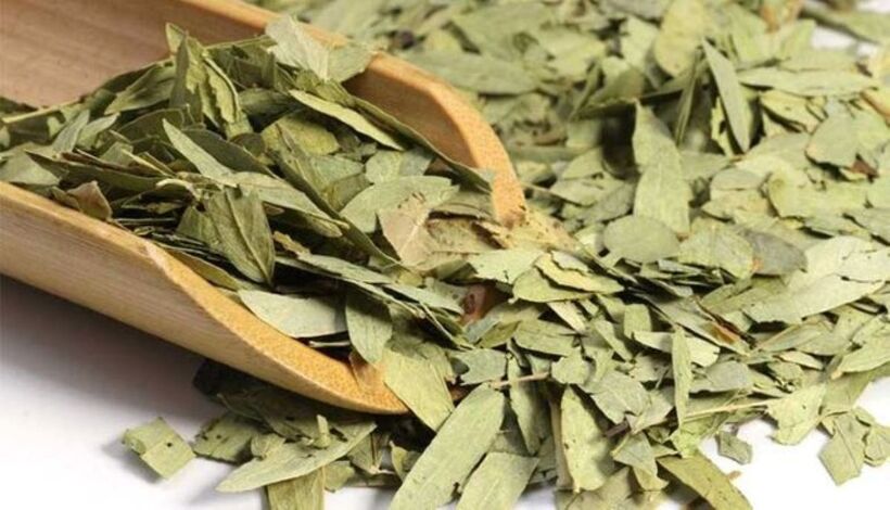 Loại lá này cần được phơi khô và bảo quản kỹ lưỡng. Ảnh minh họa