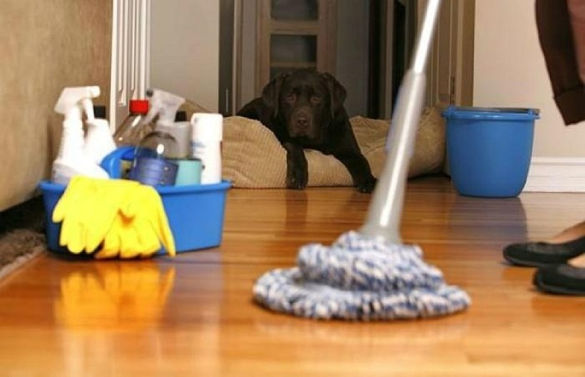 Vệ sinh nhà cửa sạch sẽ để tránh chuột đến nhà.