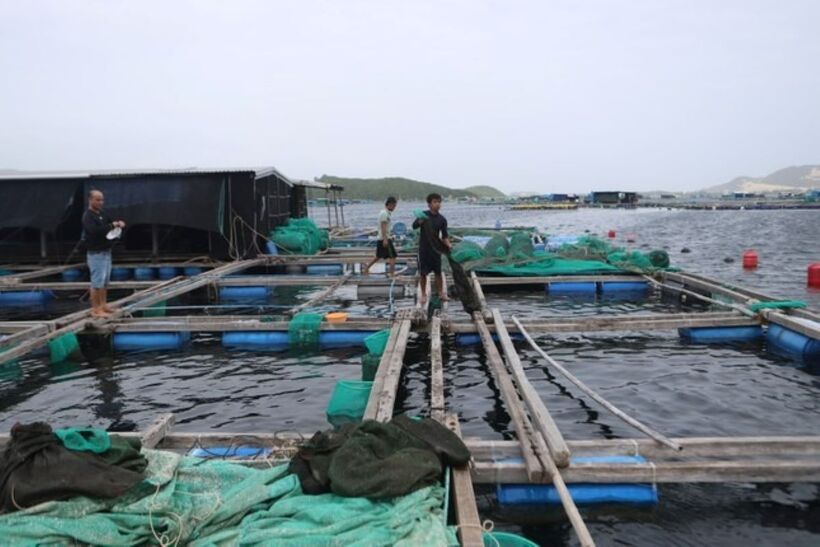 Những lồng bè nuôi tôm hùm của người dân trên vịnh Vân Phong. Ảnh: Tiền Phong